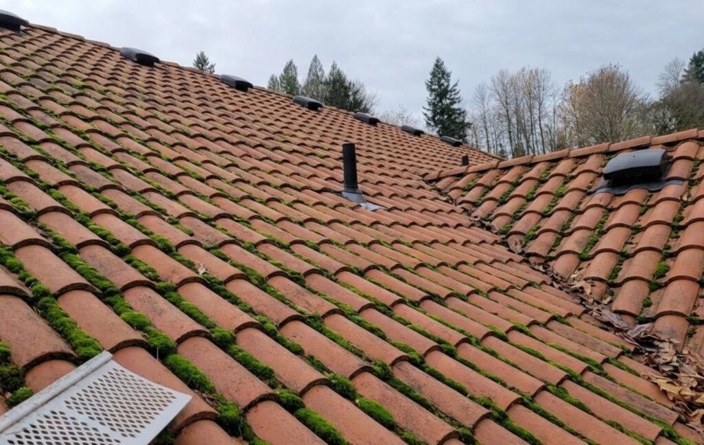 terracotta tile roofings with moss needing restoration